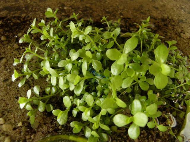 Bacopa monnieri