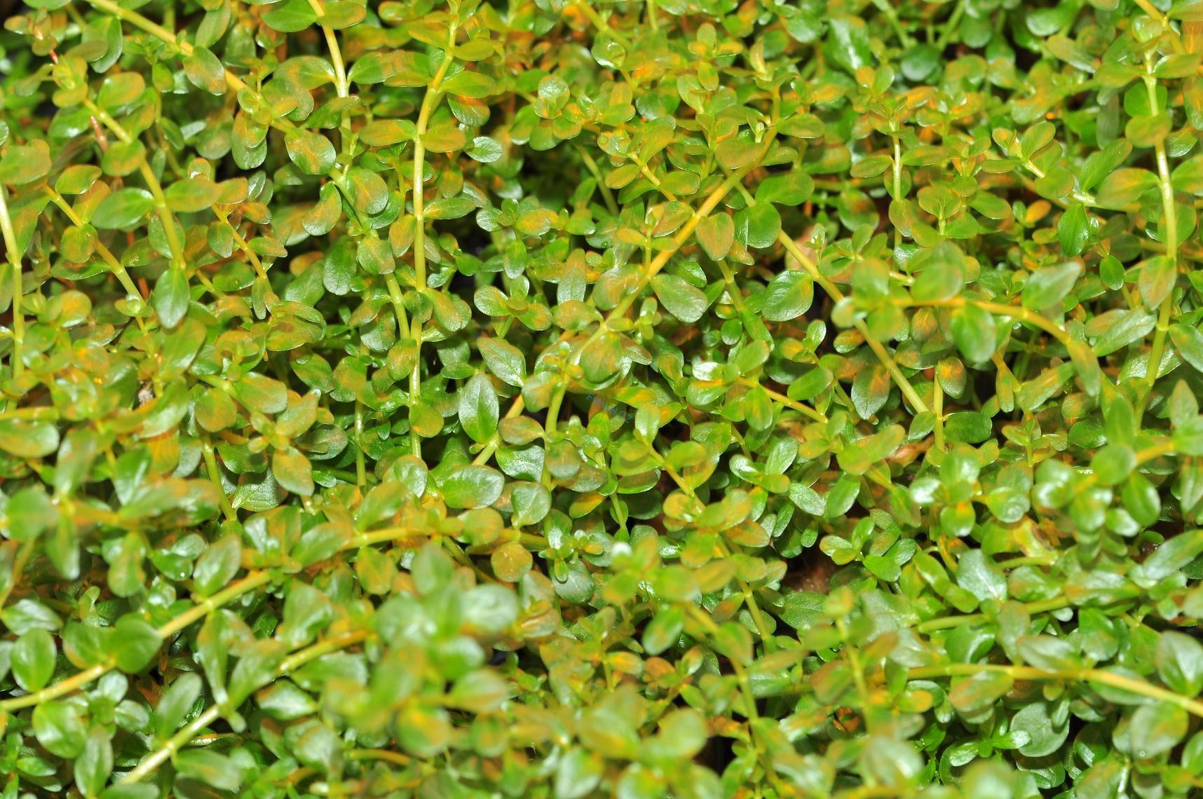 Bacopa monnieri