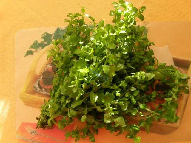 Bacopa caroliniana