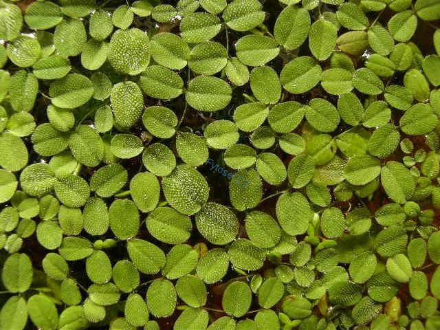 Salvinia natans