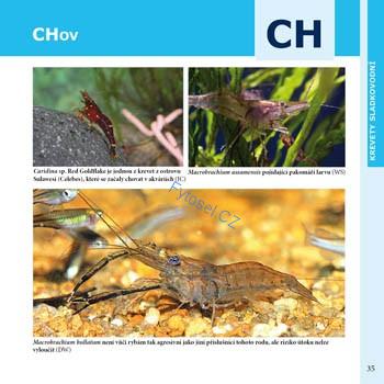 Krevety sladkovodní