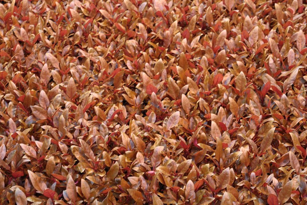 Alternanthera reineckii 'Splendida'