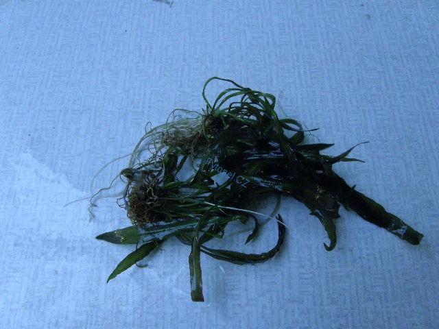 Filtr SAS 500 - skimmer