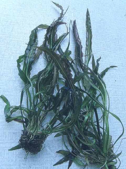 Filtr SAS 500 - skimmer