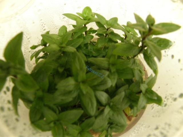 Staurogyne repens