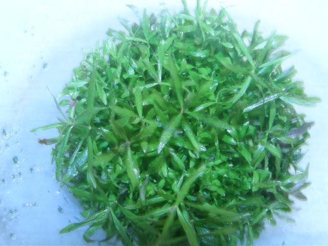 Pogostemon stellata