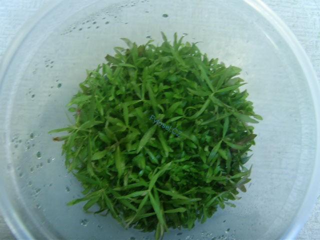 Pogostemon stellata