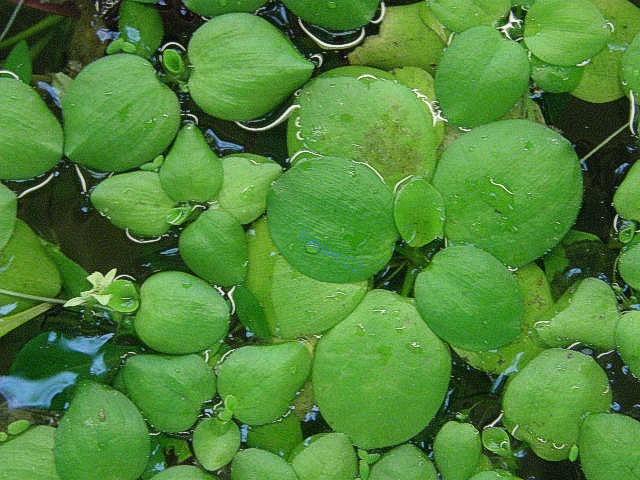 Limnobium laevigatum