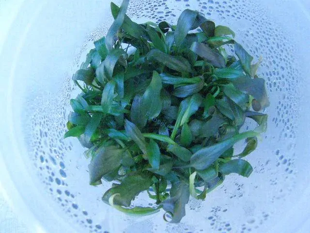Cryptocoryne walkeri