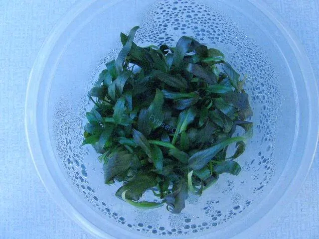 Cryptocoryne walkeri