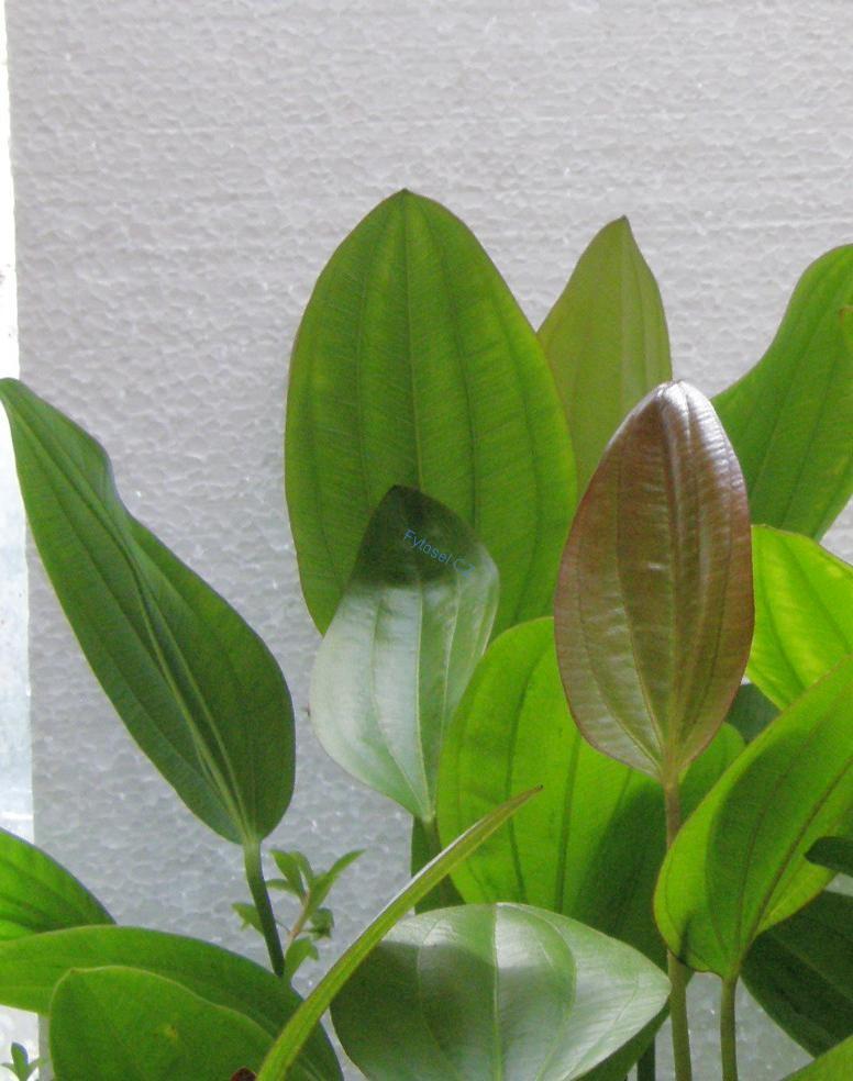 Echinodorus osiris
