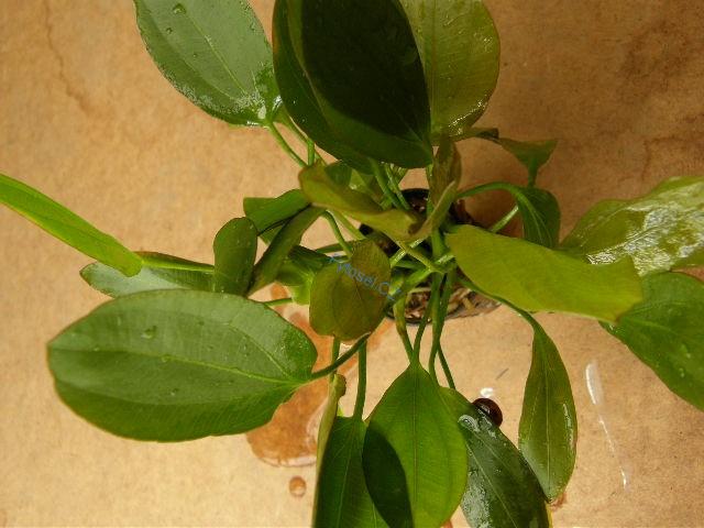 Echinodorus osiris