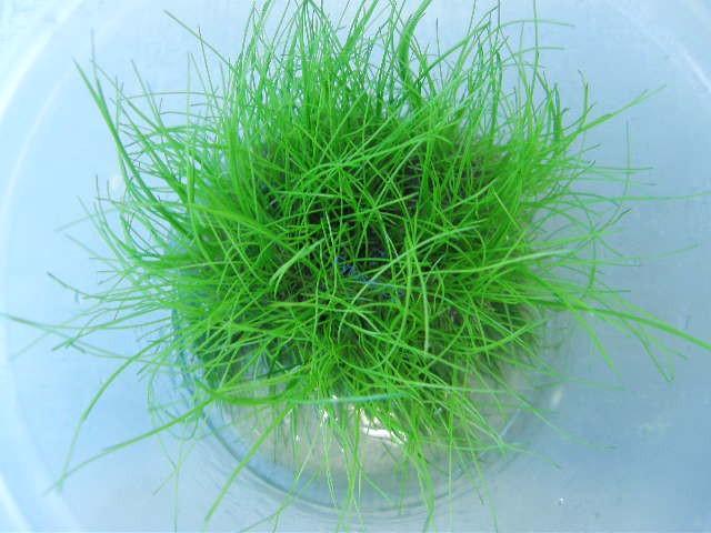 Eleocharis acicularis