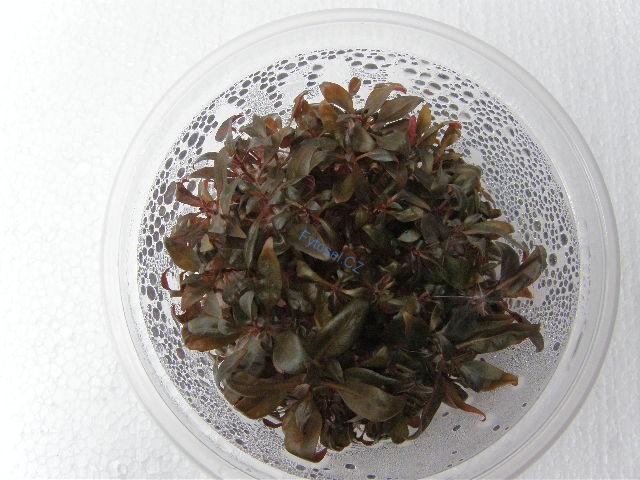 Alternanthera reineckii 'Minima'