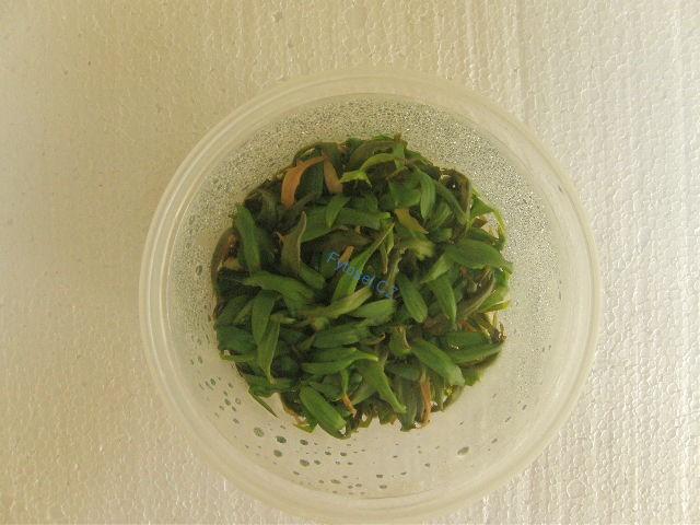 Cryptocoryne wendtii 'Brown'