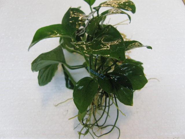 Anubias barteri var. barteri ’Gabriel´s Compact’