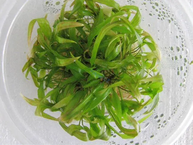 Cryptocoryne usteriana