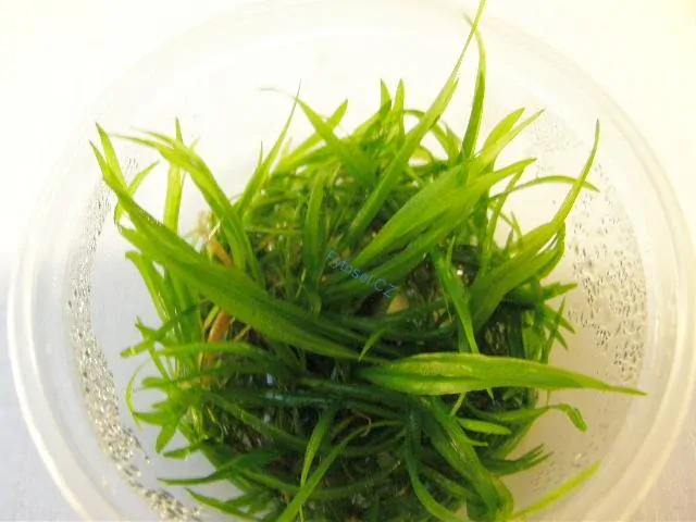 Helanthium bolivianum magdalense