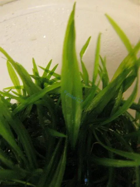 Helanthium bolivianum magdalense