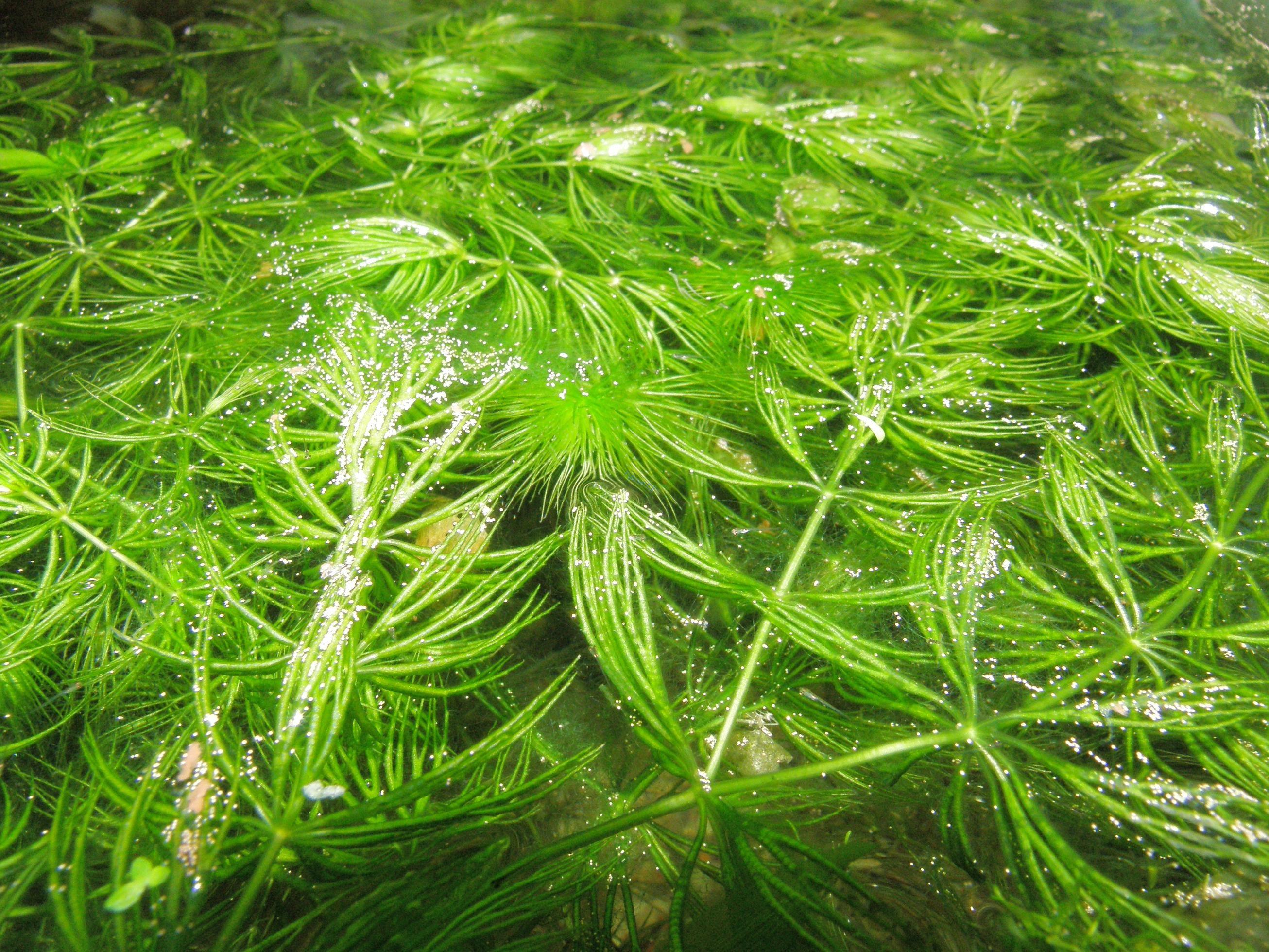 Ceratophyllum demersum
