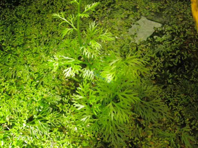 Ceratopteris thalicroides 'Vietnam'