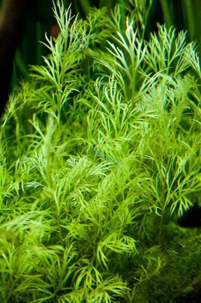 Ceratopteris thalicroides 'Vietnam'