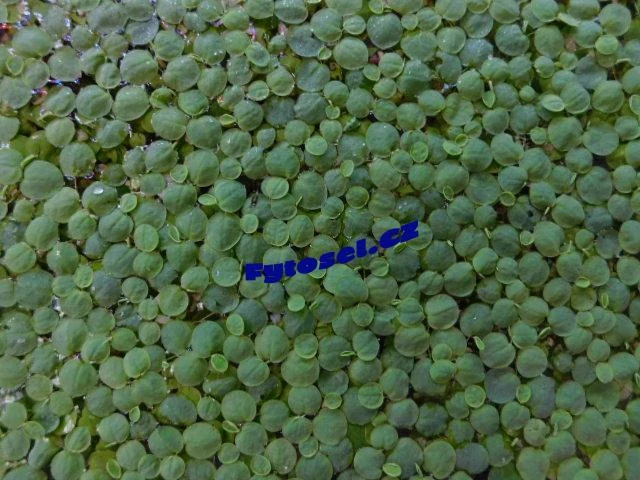 Phyllanthus fluitans