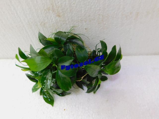 Anubias barteri var.bartei "Tea Leaf"