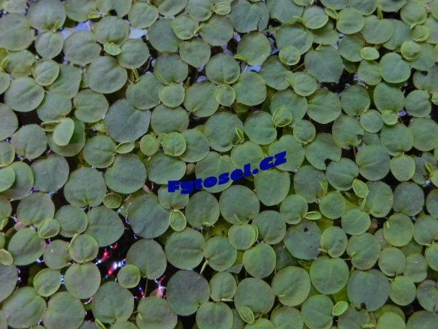 Phyllanthus fluitans