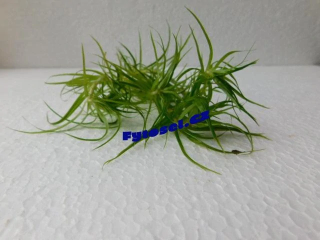 Tonina species