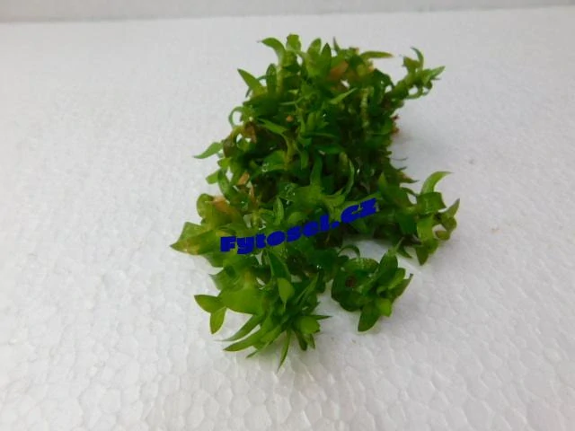 Tonina fluviatilis