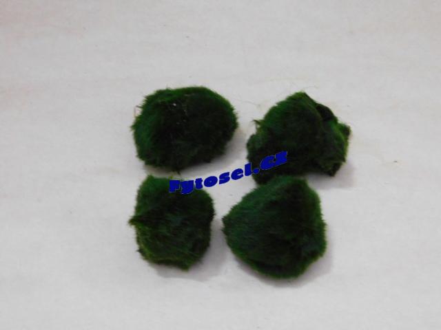Cladophora aegagropila