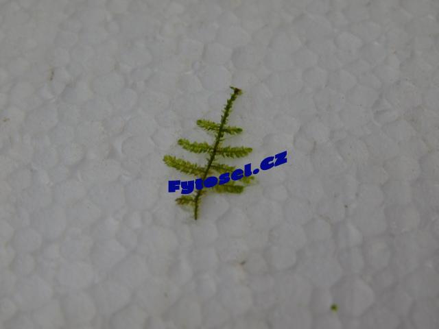 Vesicularia ferriei