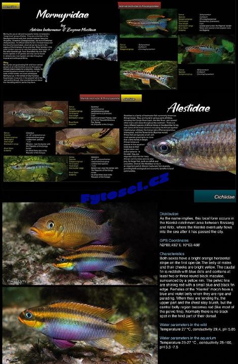 Sladkovodní ryby Kamerunu