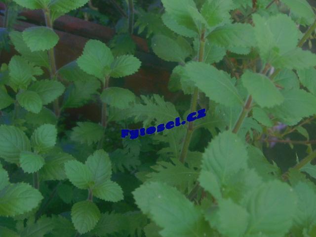 Hygrophila difformis