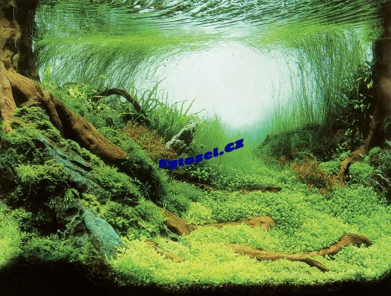 Tapeta rostliny/ oceán