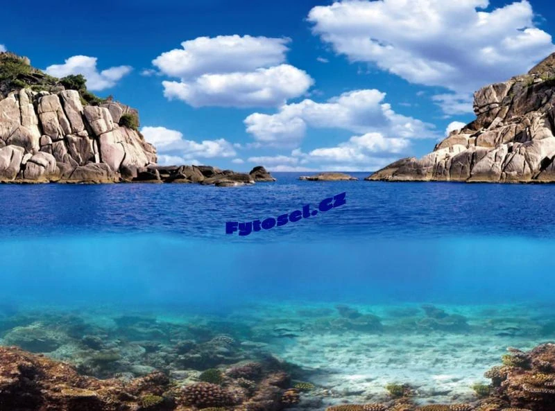 Tapeta rostliny/ oceán