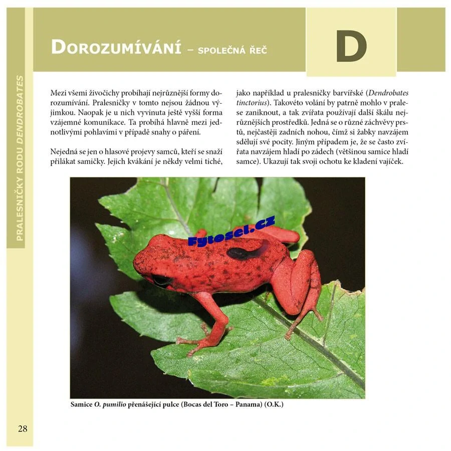 Pralesničky rodu Dendrobates