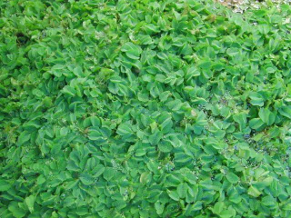 Salvinia natans