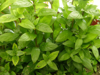 Staurogyne repens