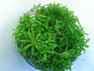 Pogostemon helferi