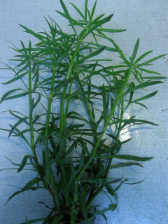 Pogostemon stellata