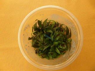 Cryptocoryne pygmaea