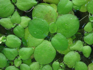 Limnobium laevigatum