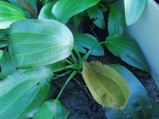 Echinodorus osiris