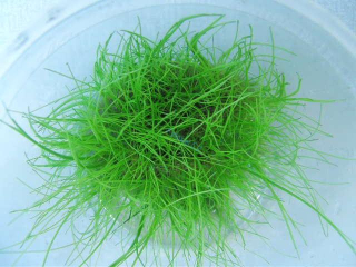 Eleocharis acicularis