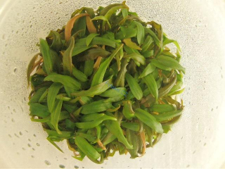 Cryptocoryne wendtii 'Brown'