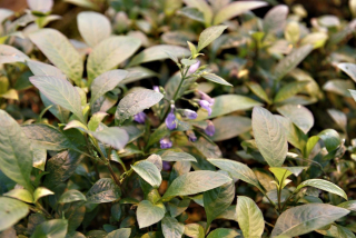 Hygrophila corymbosa