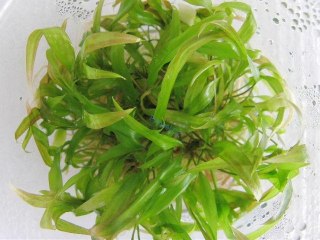 Cryptocoryne usteriana