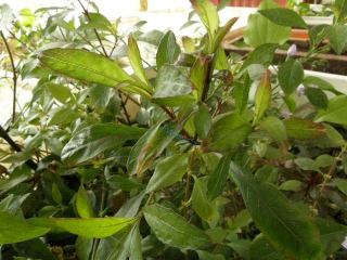 Hygrophila quyanensis